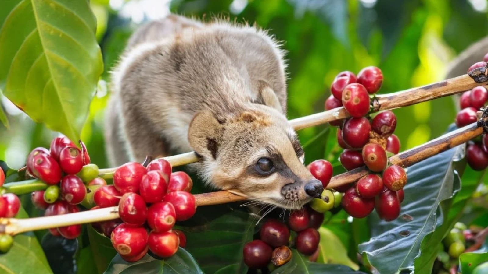 Civet selecting and eating ripe coffee